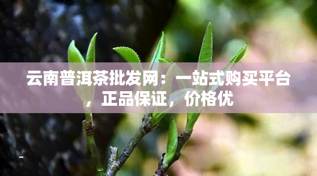 云南普洱茶批发网：一站式购买平台，正品保证，价格优