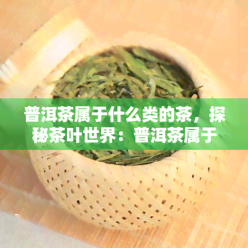 普洱茶属于什么类的茶，探秘茶叶世界：普洱茶属于哪一类茶？