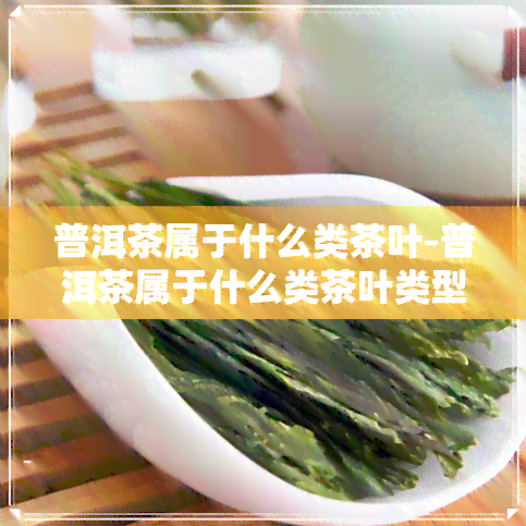 普洱茶属于什么类茶叶-普洱茶属于什么类茶叶类型