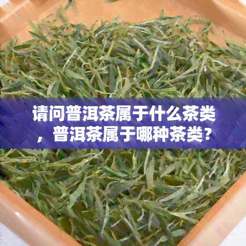 请问普洱茶属于什么茶类，普洱茶属于哪种茶类？