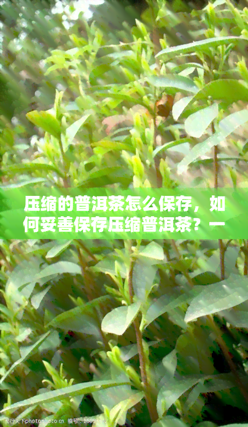 压缩的普洱茶怎么保存，如何妥善保存压缩普洱茶？一份详细指南