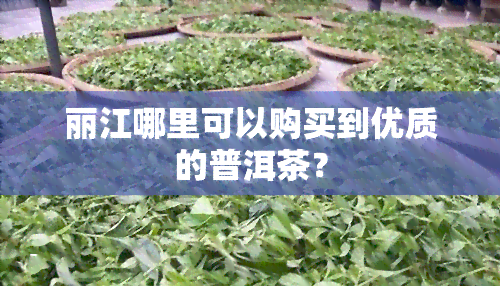 丽江哪里可以购买到优质的普洱茶？