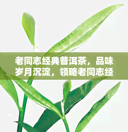 老同志经典普洱茶，品味岁月沉淀，领略老同志经典普洱茶的魅力