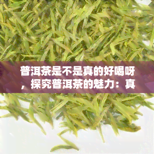 普洱茶是不是真的好喝呀，探究普洱茶的魅力：真的好喝吗？