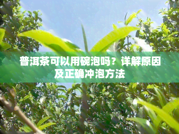 普洱茶可以用碗泡吗？详解原因及正确冲泡方法