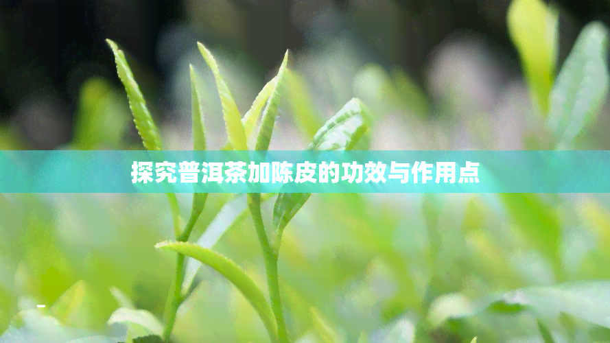 探究普洱茶加陈皮的功效与作用点