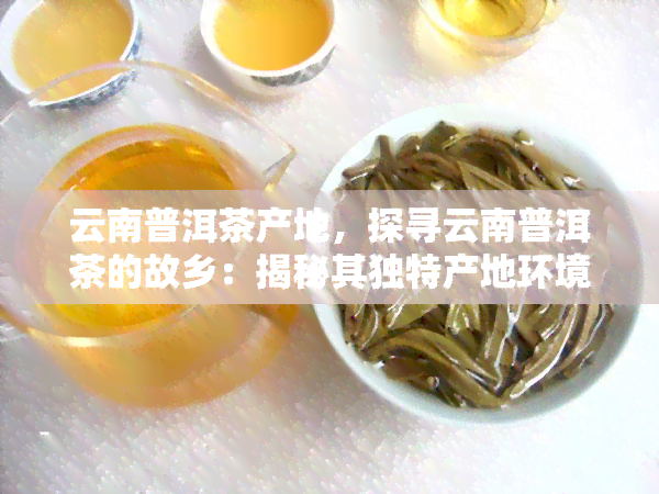 云南普洱茶产地，探寻云南普洱茶的故乡：揭秘其独特产地环境与制茶工艺