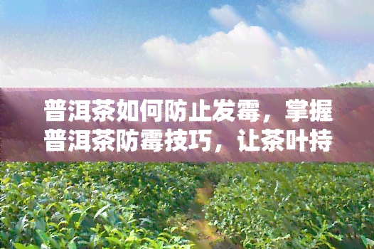 普洱茶如何防止发霉，掌握普洱茶防霉技巧，让茶叶持久如新！