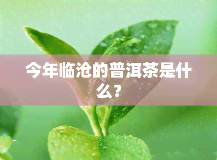 今年临沧的普洱茶是什么？