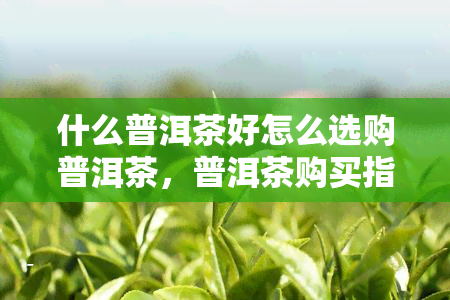 什么普洱茶好怎么选购普洱茶，普洱茶购买指南：如何挑选优质的普洱茶？