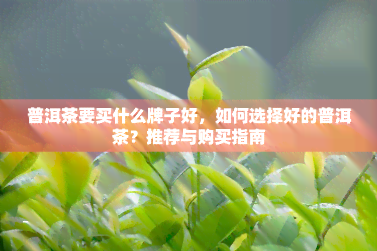 普洱茶要买什么牌子好，如何选择好的普洱茶？推荐与购买指南