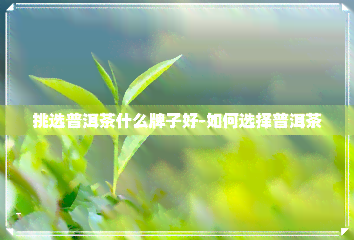 挑选普洱茶什么牌子好-如何选择普洱茶