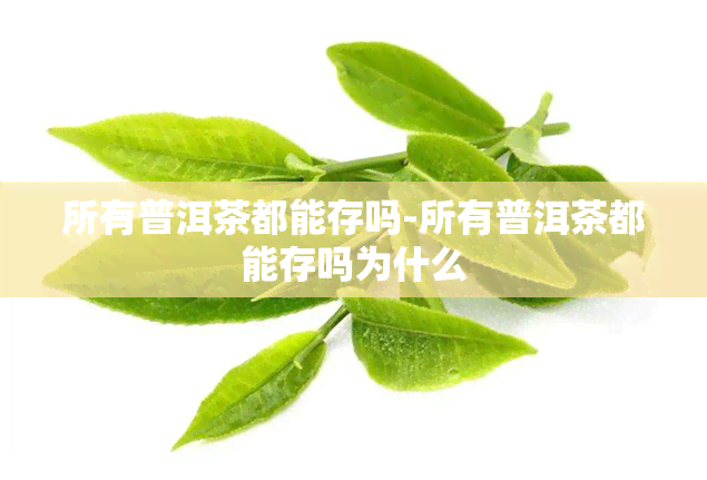 所有普洱茶都能存吗-所有普洱茶都能存吗为什么