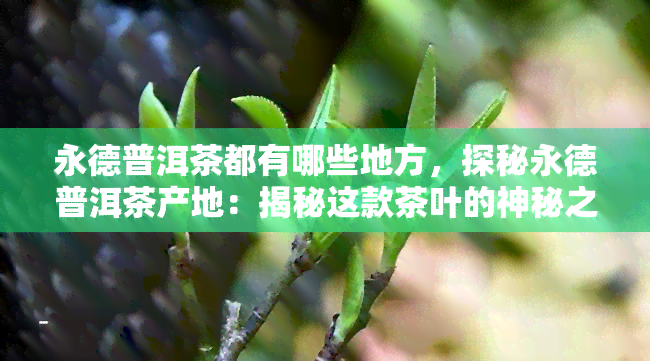 永德普洱茶都有哪些地方，探秘永德普洱茶产地：揭秘这款茶叶的神秘之处