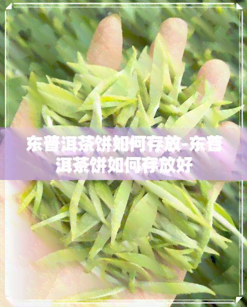 东普洱茶饼如何存放-东普洱茶饼如何存放好