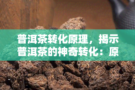 普洱茶转化原理，揭示普洱茶的神奇转化：原理与实践