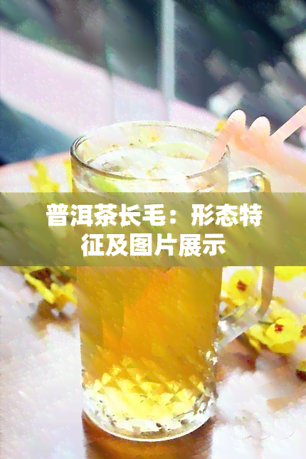 普洱茶长毛：形态特征及图片展示