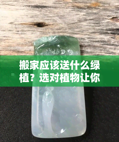 搬家应该送什么绿植？选对植物让你的新家更温馨