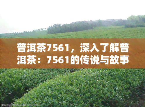 普洱茶7561，深入了解普洱茶：7561的传说与故事