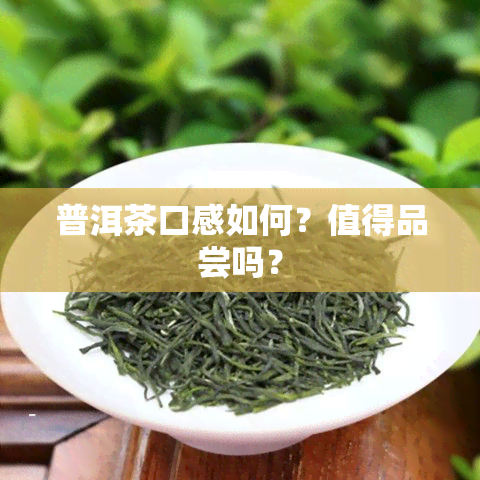 普洱茶口感如何？值得品尝吗？