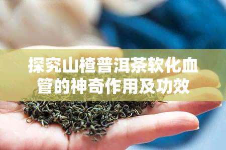 探究山楂普洱茶软化血管的神奇作用及功效