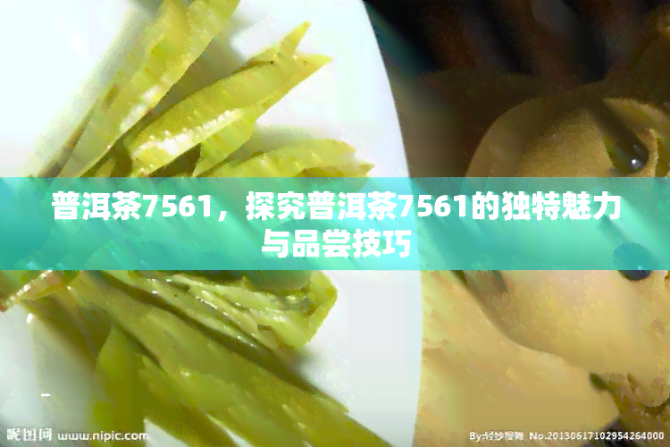 普洱茶7561，探究普洱茶7561的独特魅力与品尝技巧