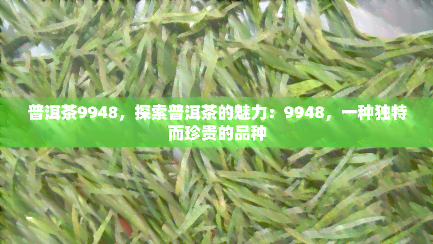 普洱茶9948，探索普洱茶的魅力：9948，一种独特而珍贵的品种