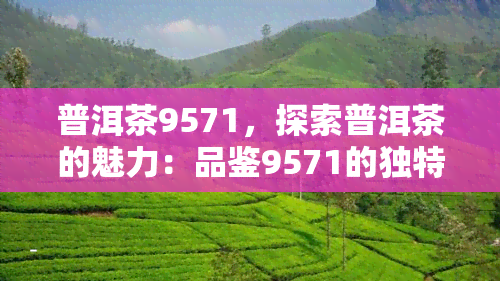 普洱茶9571，探索普洱茶的魅力：品鉴9571的独特风味与历背景