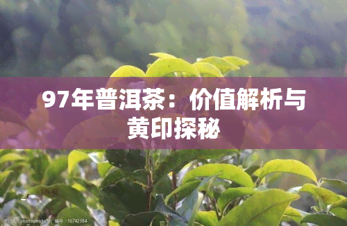 97年普洱茶：价值解析与黄印探秘