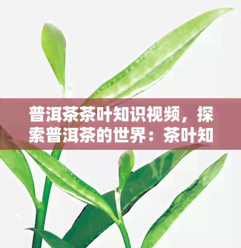 普洱茶茶叶知识视频，探索普洱茶的世界：茶叶知识深度解析视频