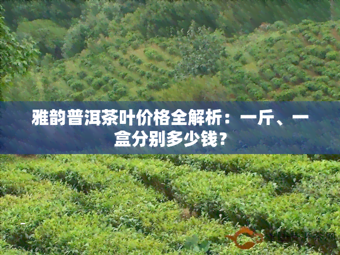 雅韵普洱茶叶价格全解析：一斤、一盒分别多少钱？