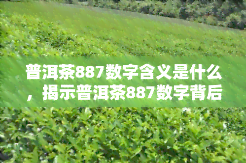 普洱茶887数字含义是什么，揭示普洱茶887数字背后的含义