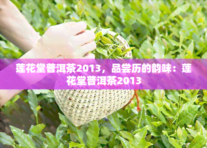 莲花堂普洱茶2013，品尝历的韵味：莲花堂普洱茶2013