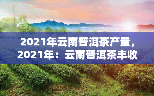 2021年云南普洱茶产量，2021年：云南普洱茶丰收，产量创新高！
