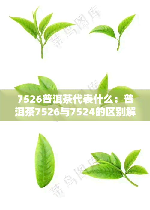 7526普洱茶代表什么：普洱茶7526与7524的区别解析
