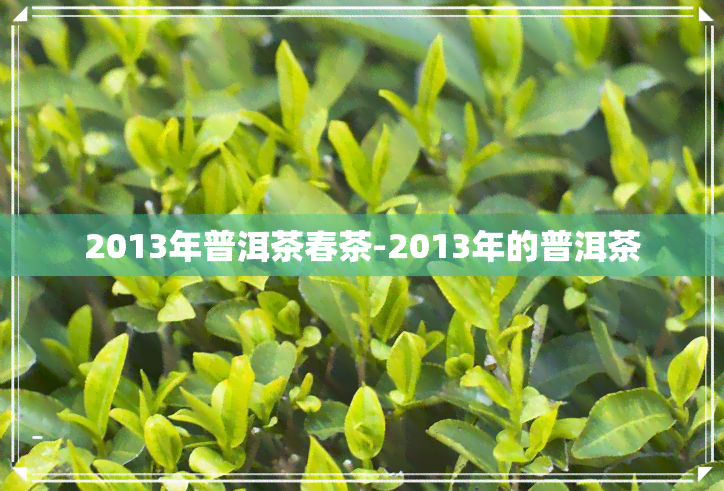 2013年普洱茶春茶-2013年的普洱茶