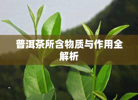 普洱茶所含物质与作用全解析