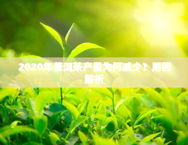 2020年普洱茶产量为何减少？原因解析