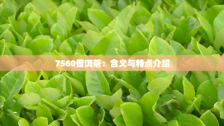 7560普洱茶：含义与特点介绍