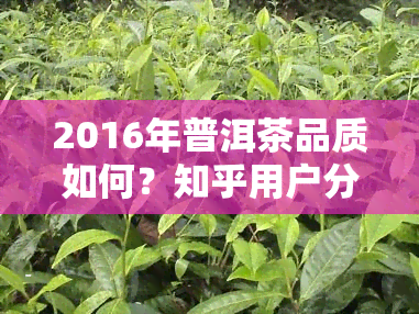 2016年普洱茶品质如何？知乎用户分享评价与分析