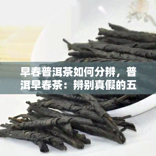 早春普洱茶如何分辨，普洱早春茶：辨别真假的五大技巧