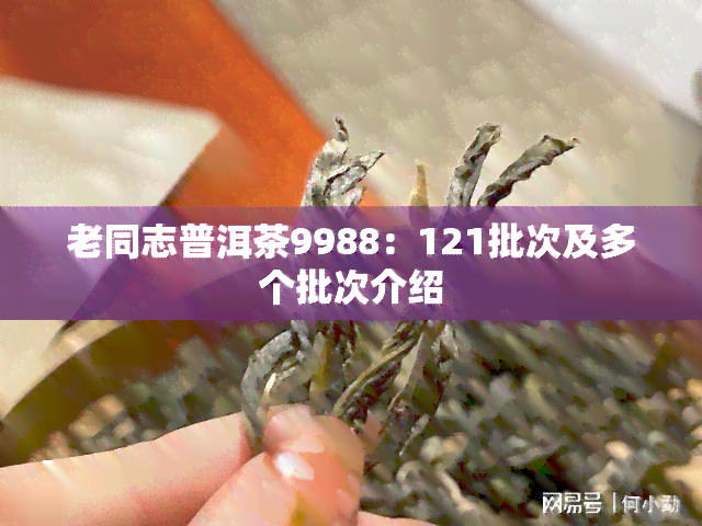 老同志普洱茶9988：121批次及多个批次介绍