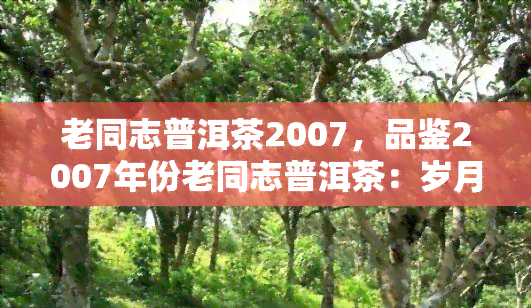 老同志普洱茶2007，品鉴2007年份老同志普洱茶：岁月沉淀的韵味与醇