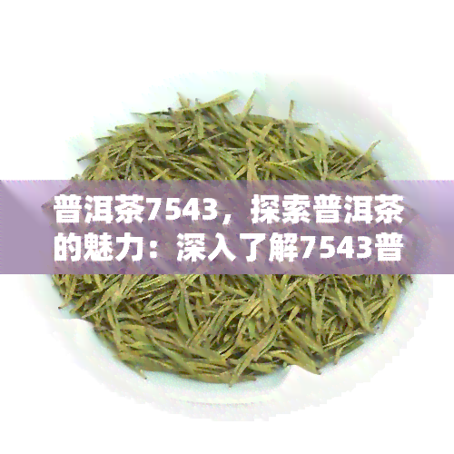 普洱茶7543，探索普洱茶的魅力：深入了解7543普洱茶的特点与品味