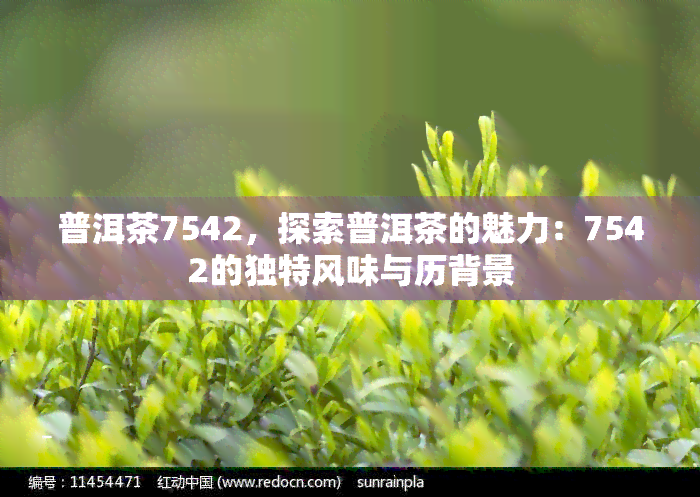 普洱茶7542，探索普洱茶的魅力：7542的独特风味与历背景