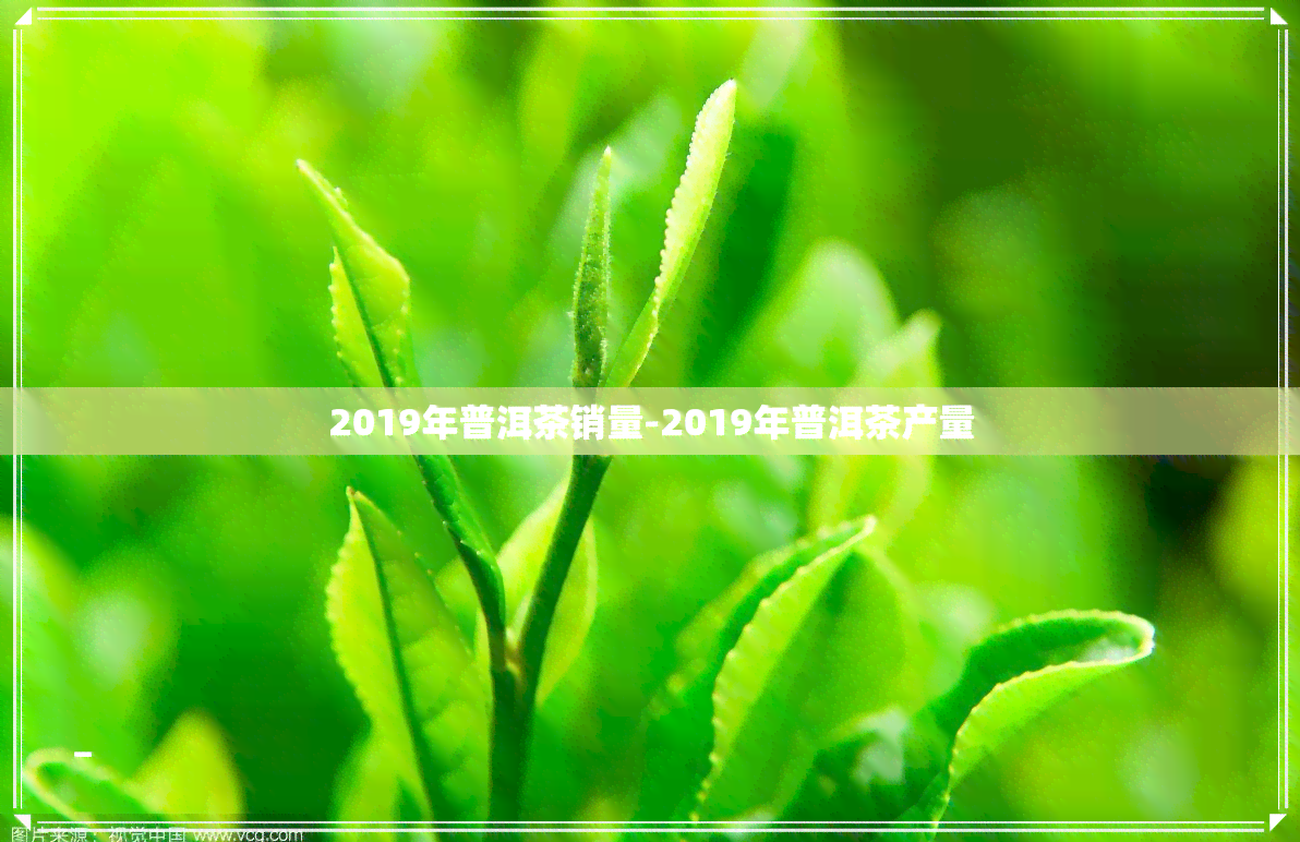 2019年普洱茶销量-2019年普洱茶产量