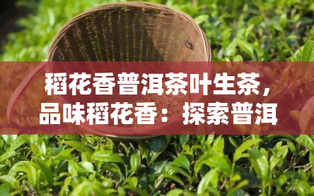 稻花香普洱茶叶生茶，品味稻花香：探索普洱茶叶生茶的独特魅力