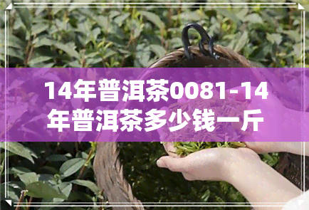 14年普洱茶0081-14年普洱茶多少钱一斤