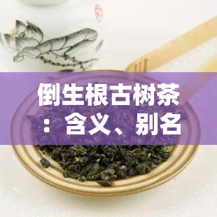 倒生根古树茶：含义、别名与普洱茶的关系