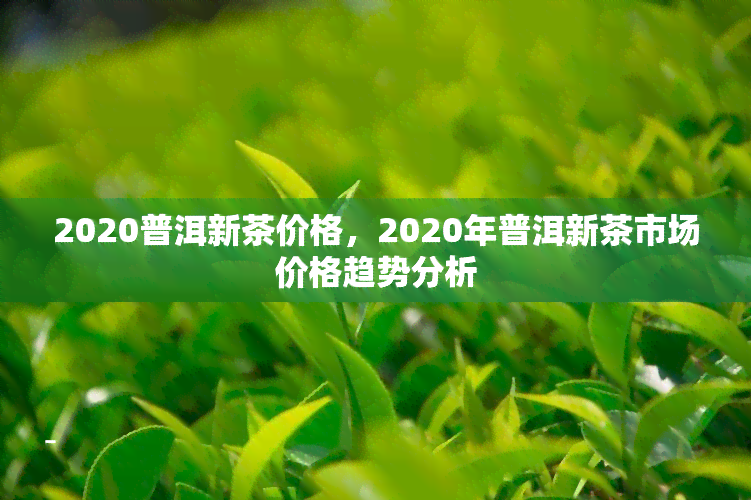 2020普洱新茶价格，2020年普洱新茶市场价格趋势分析